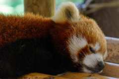 Panda Roux